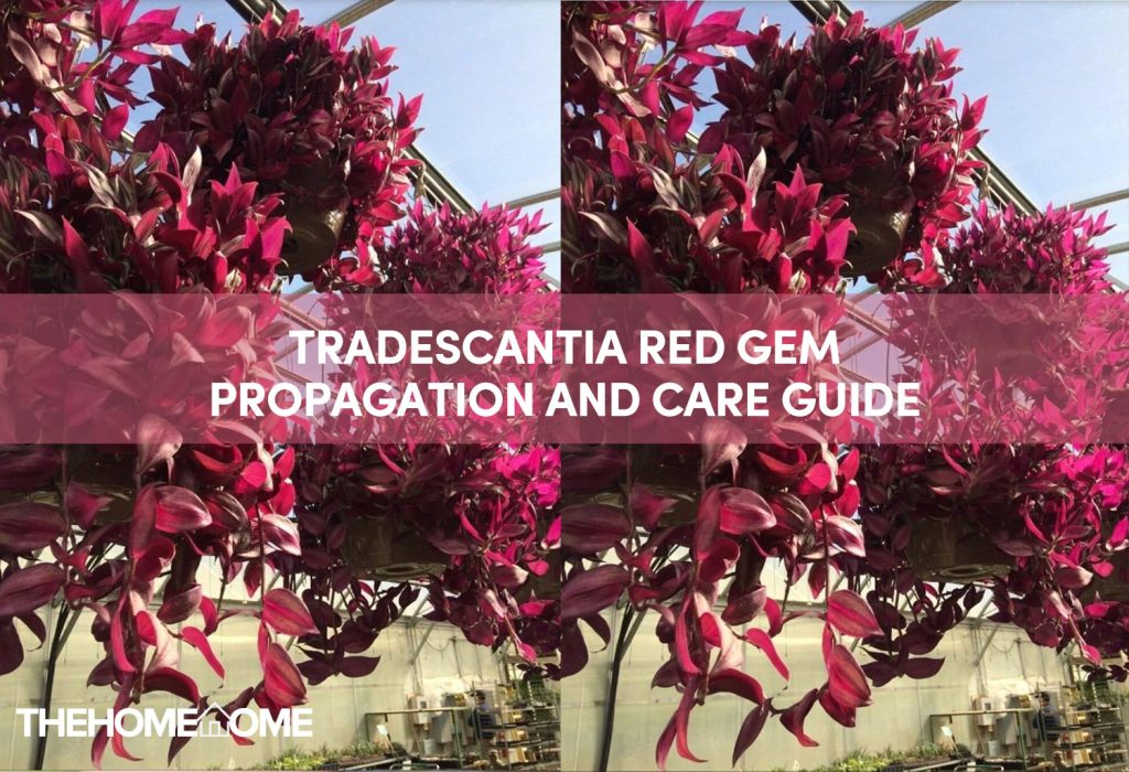 Tradescantia Red Gem Propagation And Care Guide