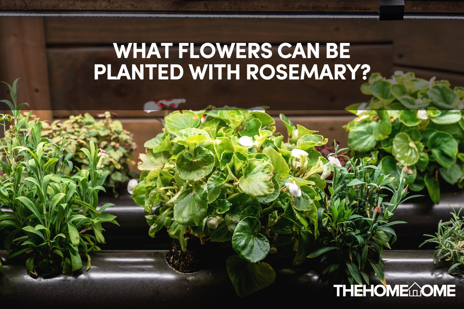 What Flowers Can Be Planted With Rosemary? The Home Tome