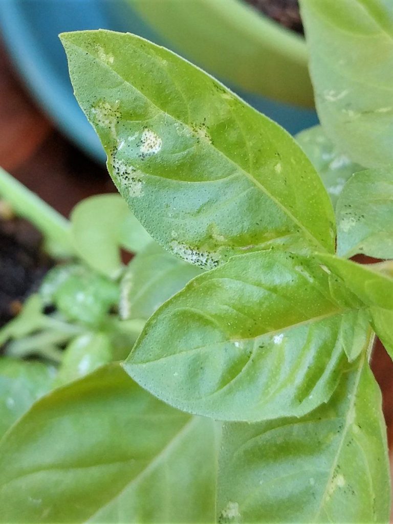 Why your basil plants have white spots & how to fix it