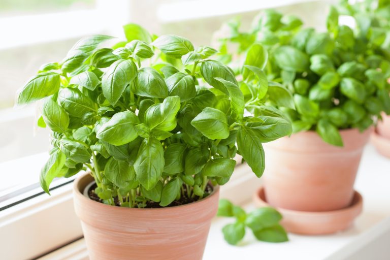 Why Your Basil Plants Have White Spots