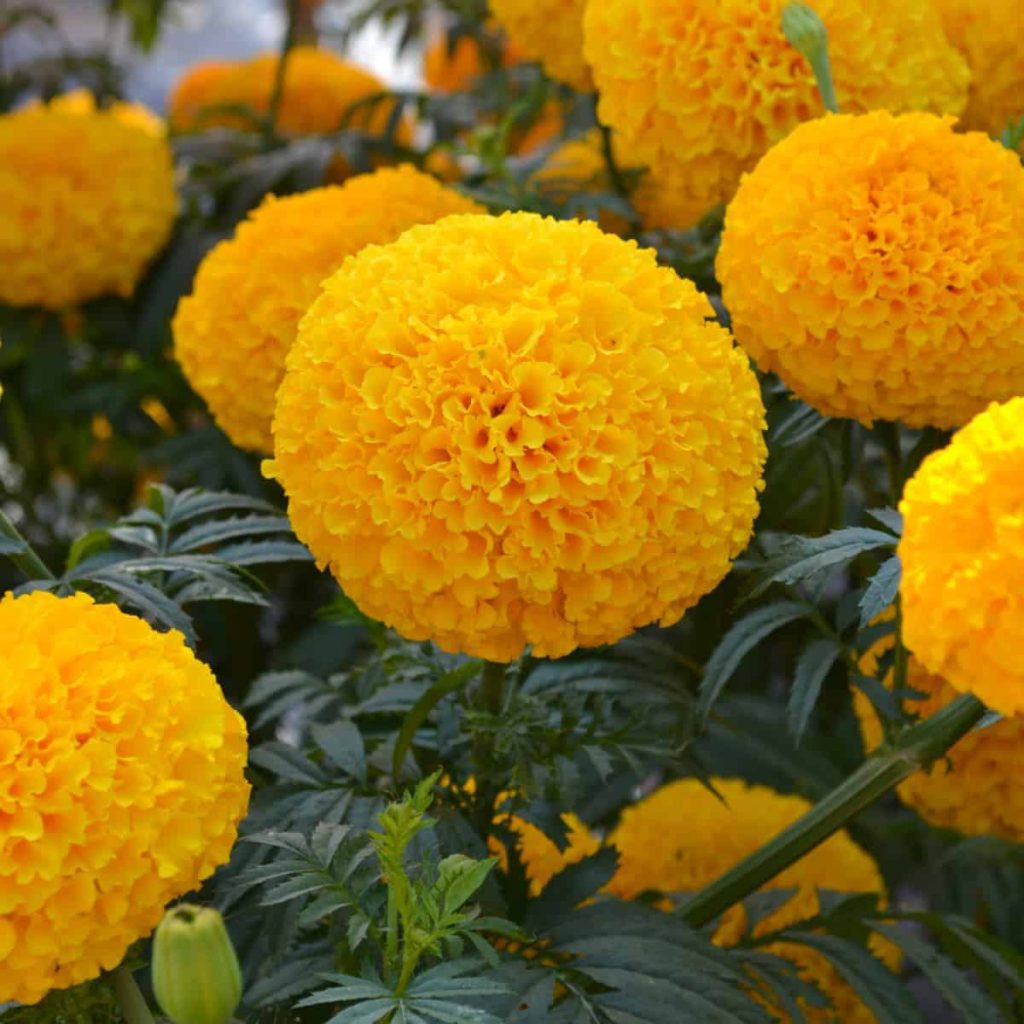 Marigolds