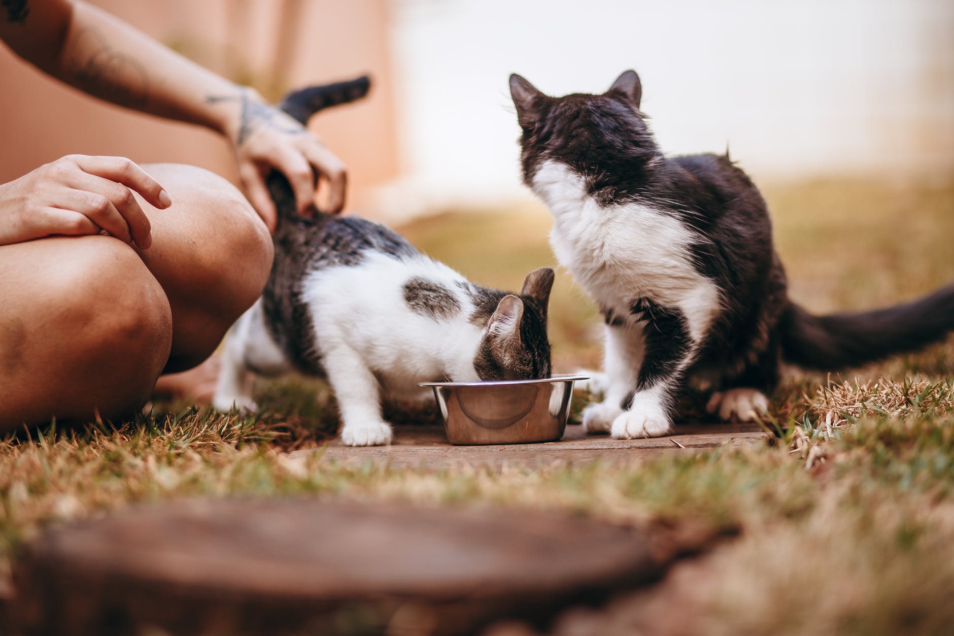 a pet owner feeding her cats