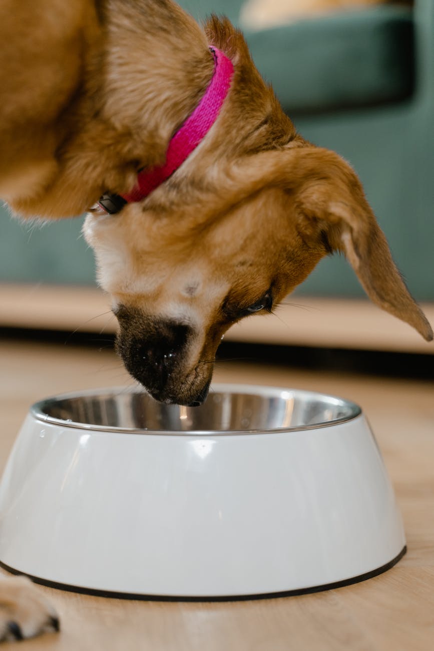 a dog eating on a pet bowl