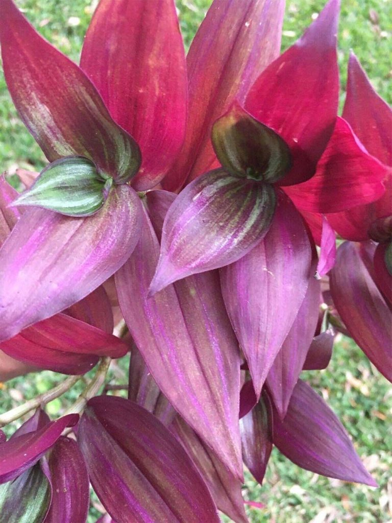 tradescantia variety