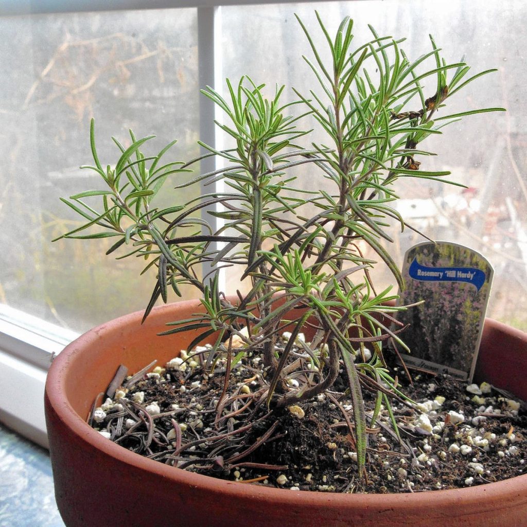 Does rosemary grow back every year?