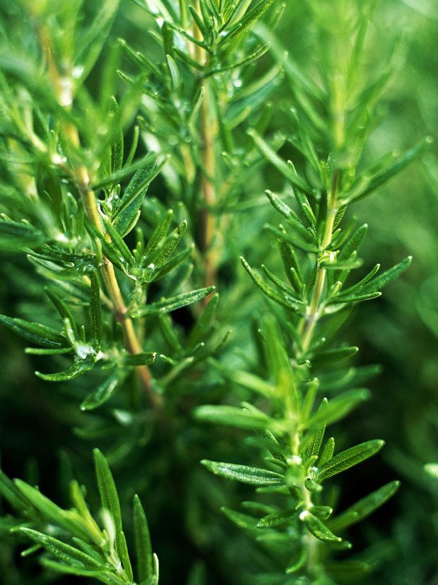 Is the rosemary plant easy to grow?