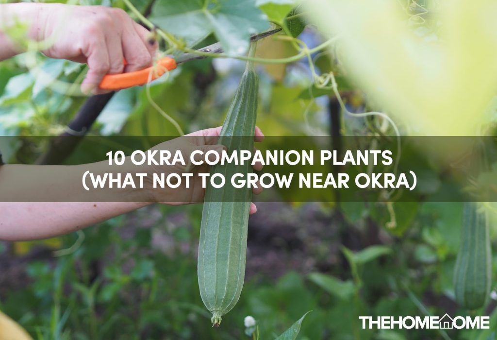 10 Okra Companion Plants (What Not to Grow Near Okra)