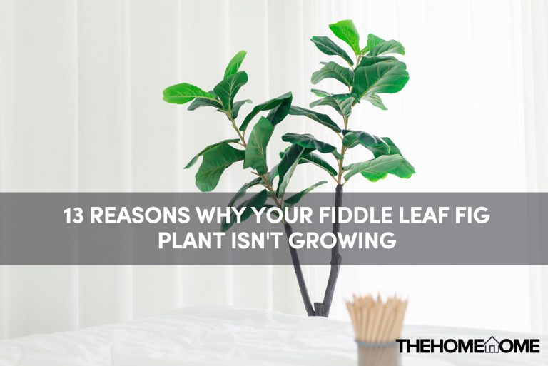 13 Reasons Why Your Fiddle Leaf Fig Plant Isn't Growing