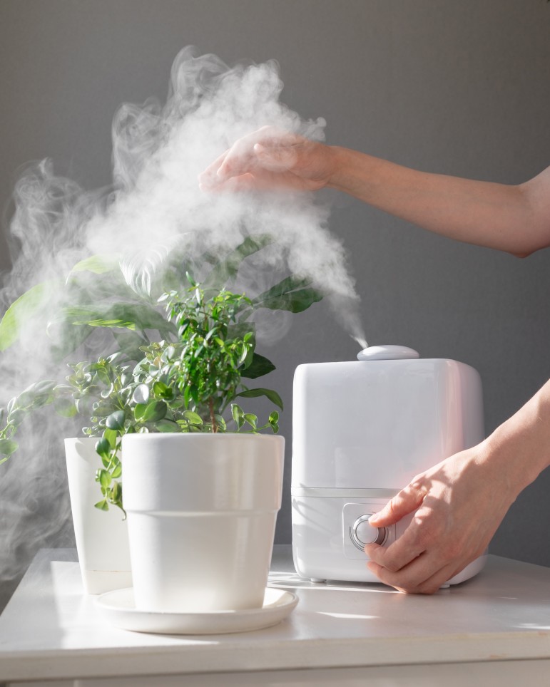 8 Humidifiers For Houseplants