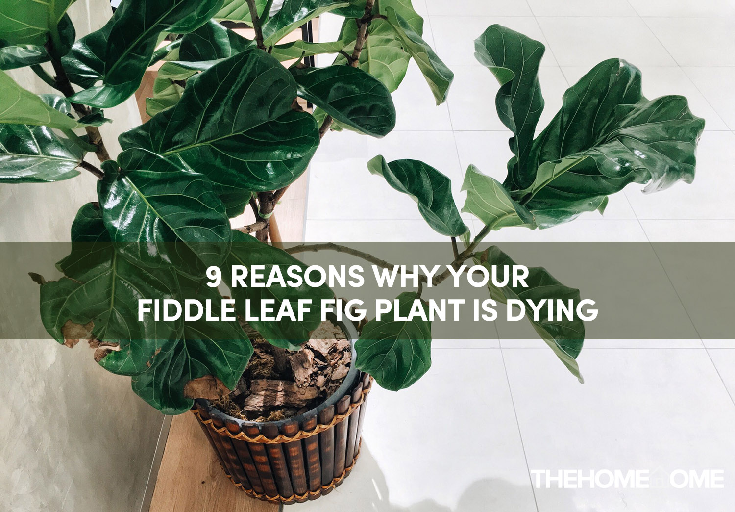 9 Reasons Why Your Fiddle Leaf Fig Plant Is Dying - The Home Tome