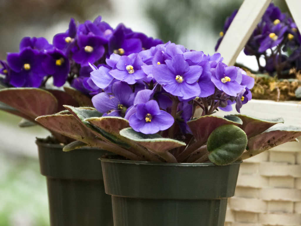 African Violet (Saintpaulia)