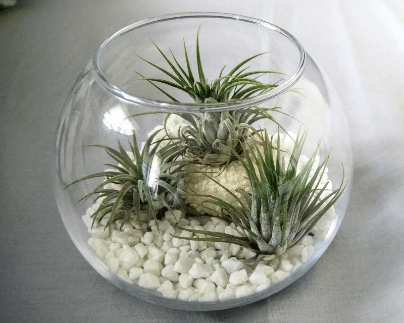 Air Plants (Tillandsia)