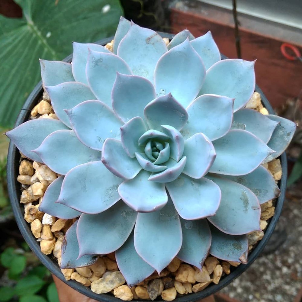 Blue Echeveria