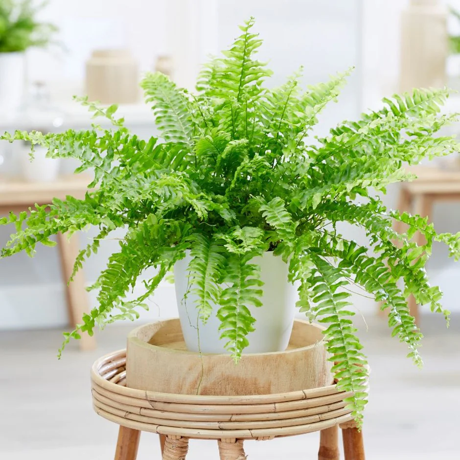 Boston Fern (Nephrolepis exaltata)