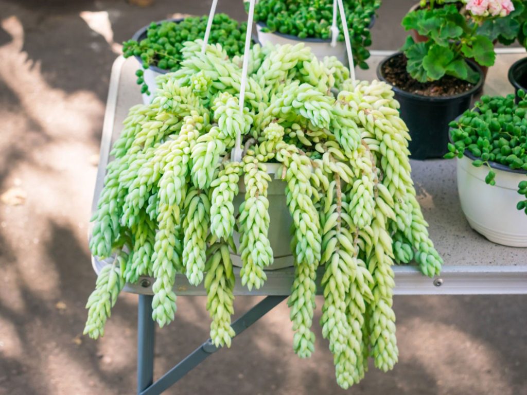 Burro's Tail