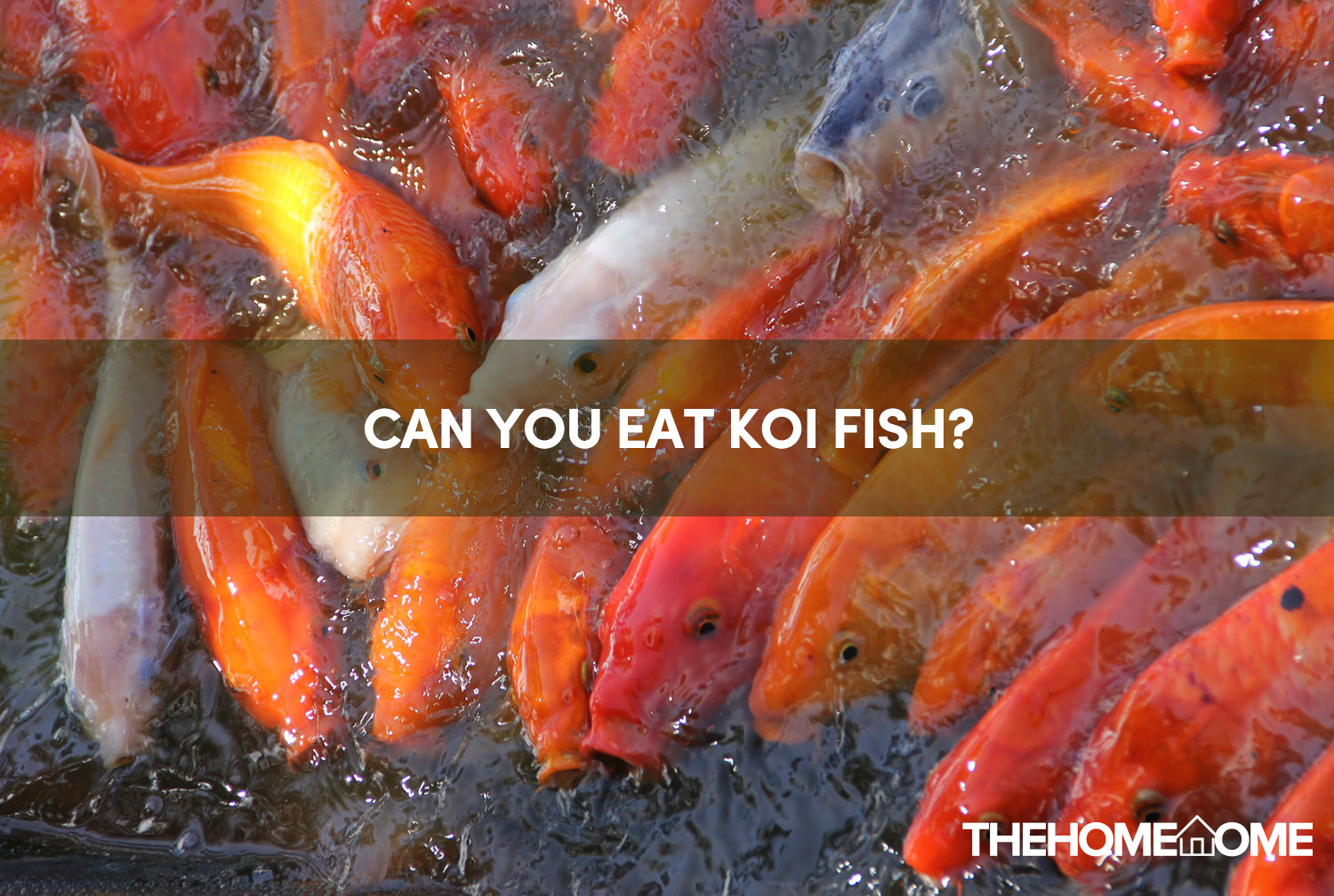 Can You Eat Koi Fish? (Must Read) | TheHomeTome
