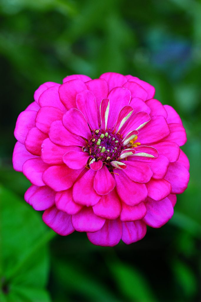 Common Zinnia (