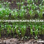 Companion Plants For Cilantro