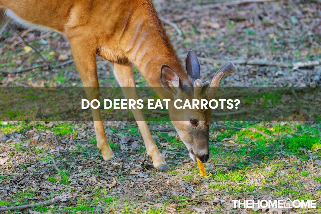 Do Deers Eat Carrots?
