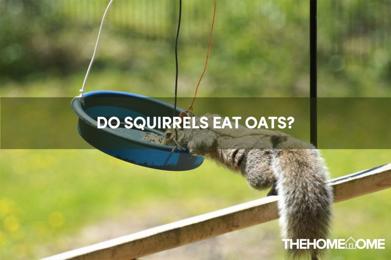 Do Squirrels Eat Oats?