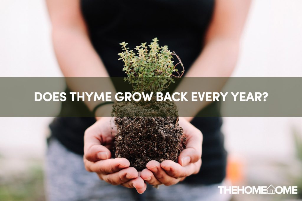 Does thyme grow back every year