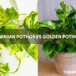 Hawaiian Pothos vs Golden Pothos
