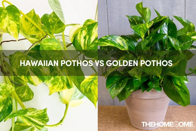 Hawaiian Pothos vs Golden Pothos