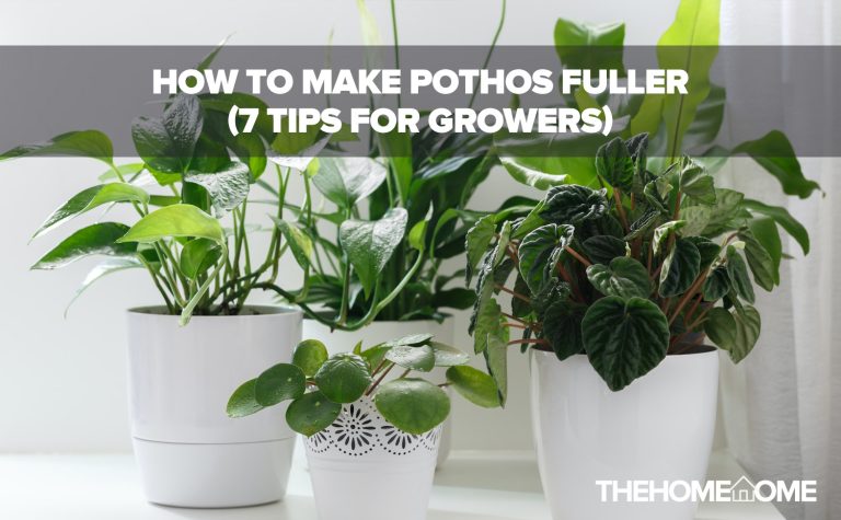 How To Make Pothos Fuller (7 Tips For Growers)