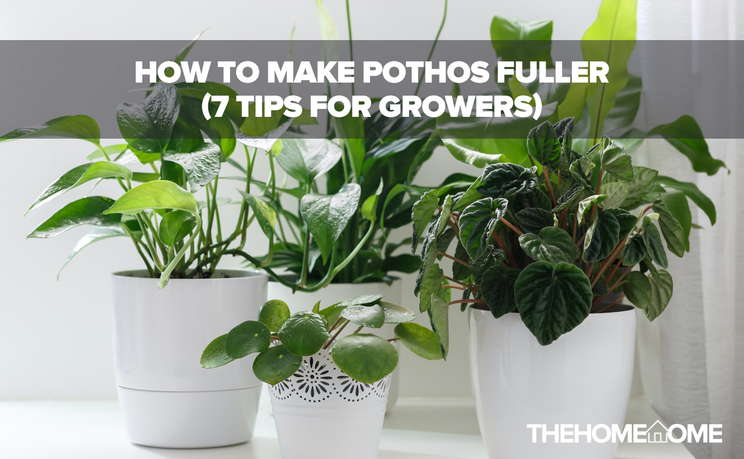 How To Make Pothos Fuller (7 Tips For Growers) - The Home Tome