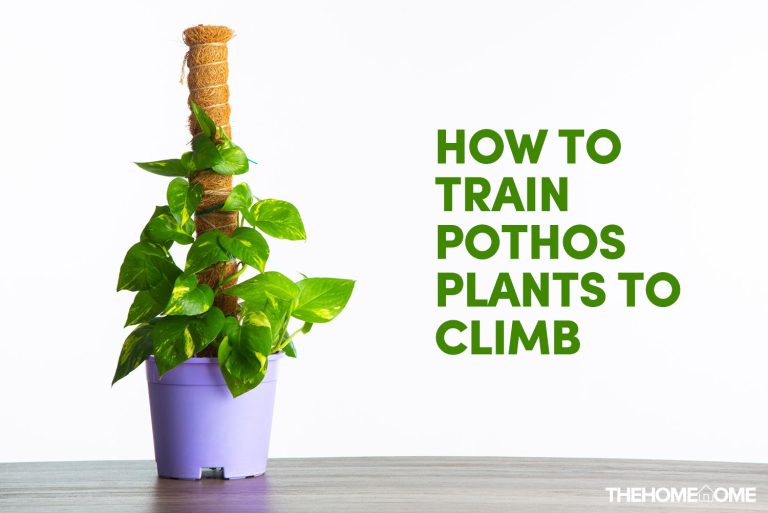 How To Train Pothos Plants To Climb