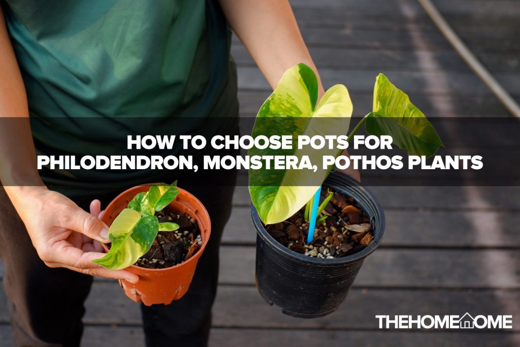How to Choose Pots For Philodendron, Monstera, Pothos Plants