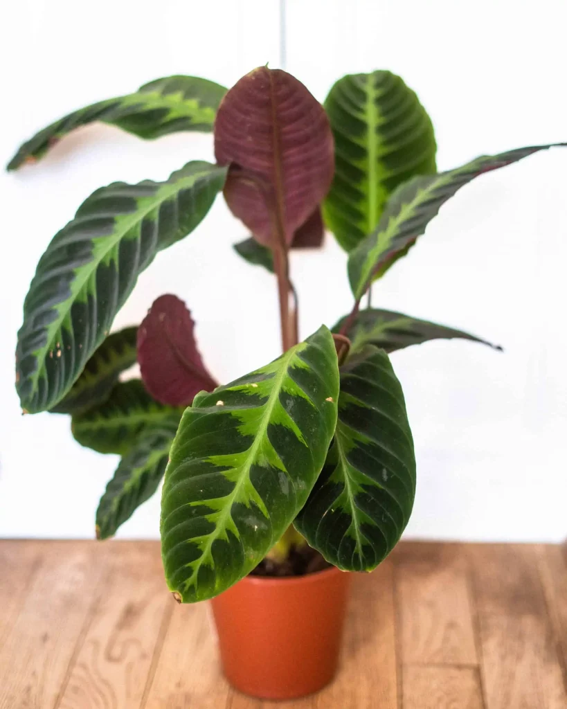 Jungle Velvet Calathea Care And Propagation Guide