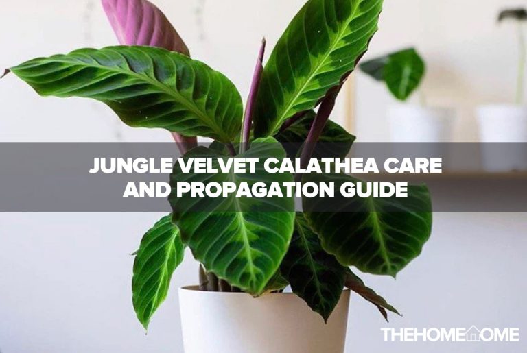 Jungle Velvet Calathea Care And Propagation Guide