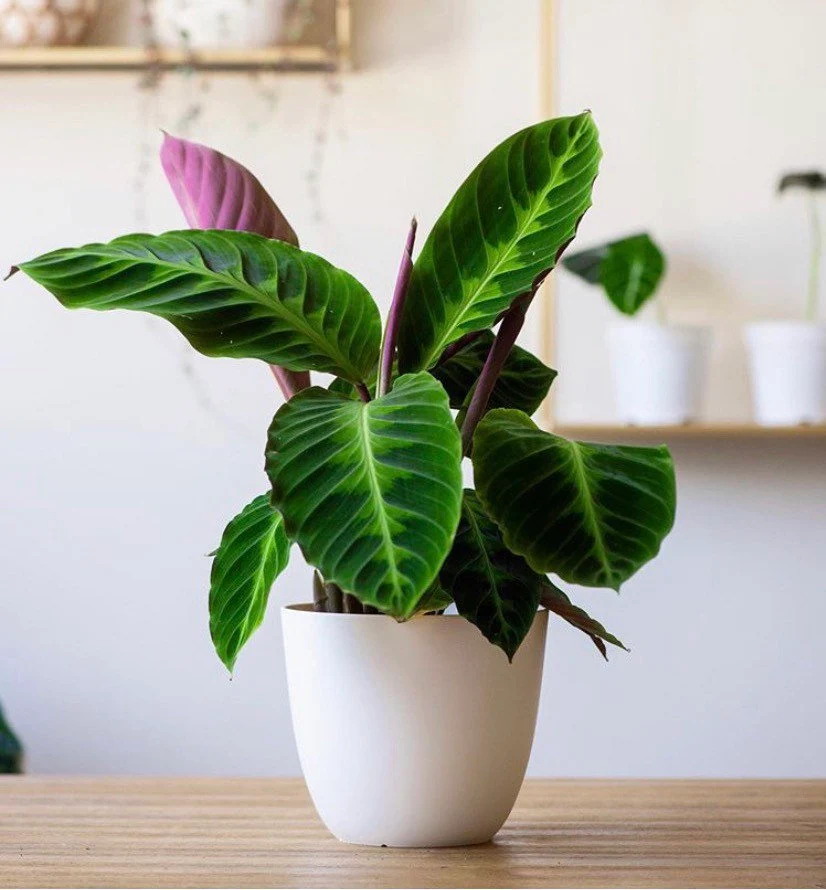 Jungle Velvet Calathea Care And Propagation Guide