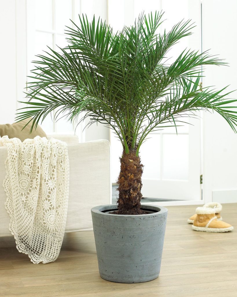 Kentia Palm