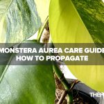 Monstera Aurea Care Guide: How to Propagate