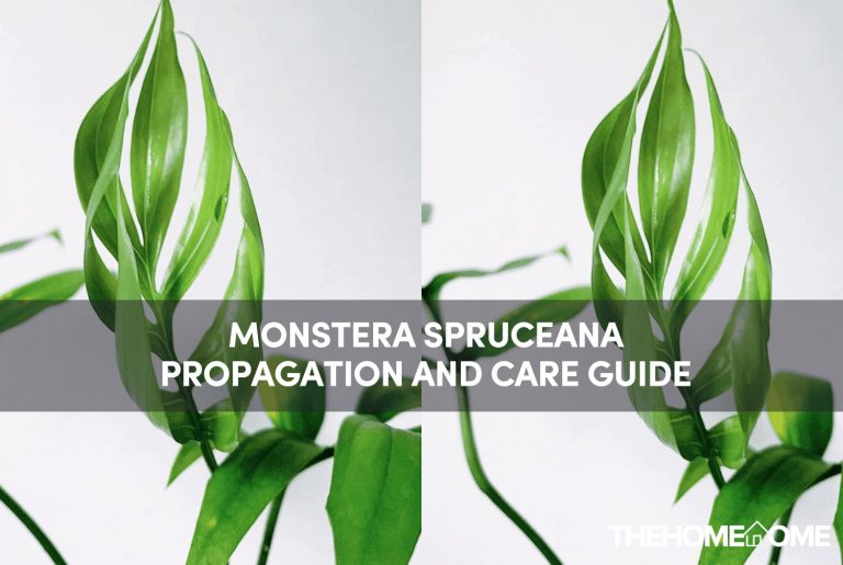 Monstera Spruceana Propagation And Care Guide
