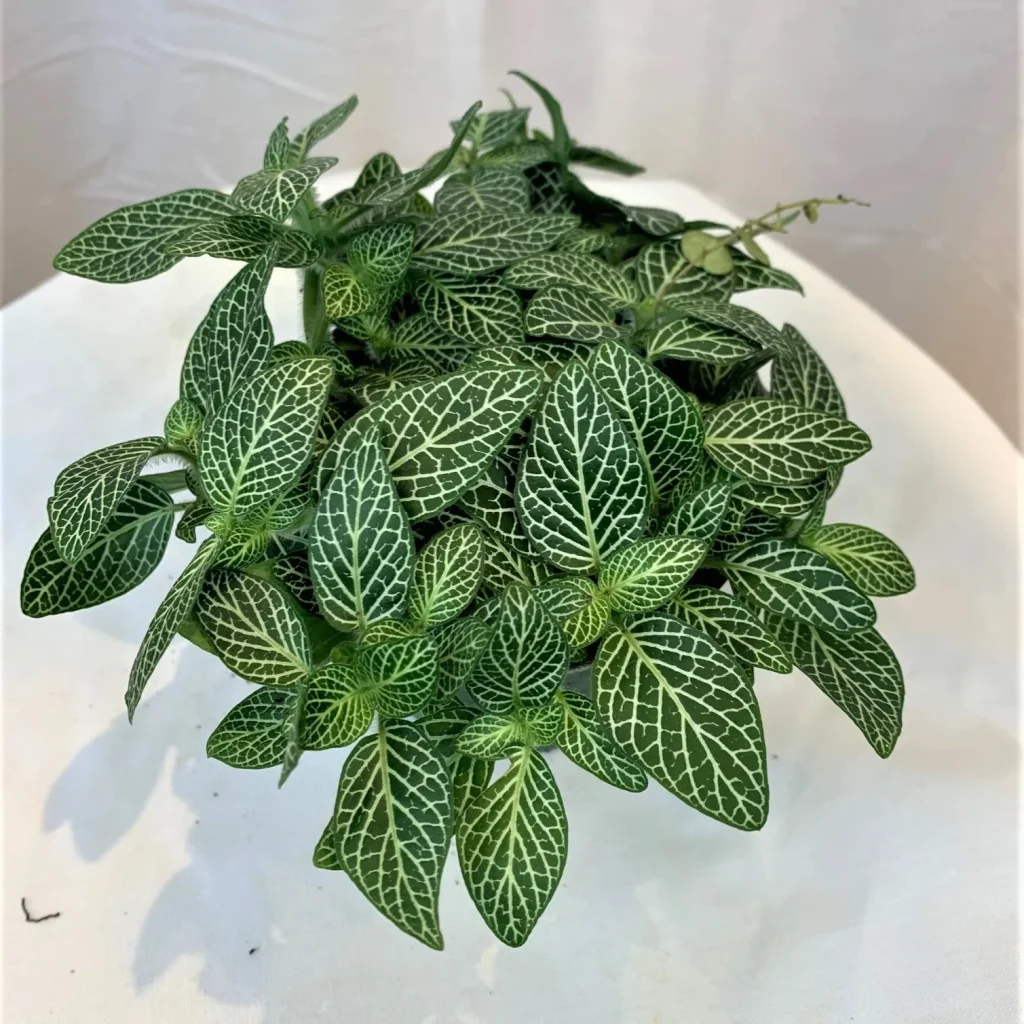 Mosiac Plant (Fittonia albivenis)