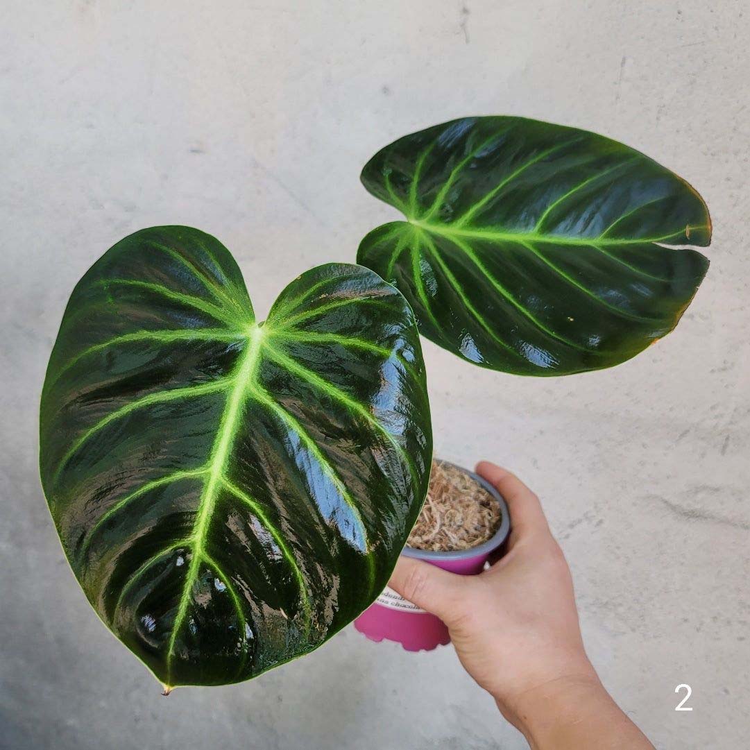 Philodendron Luxurians Care And Propagation