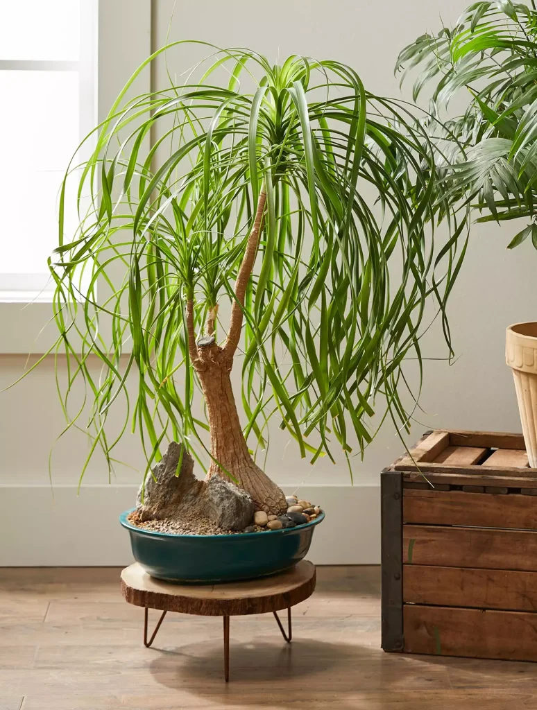 Ponytail Palm