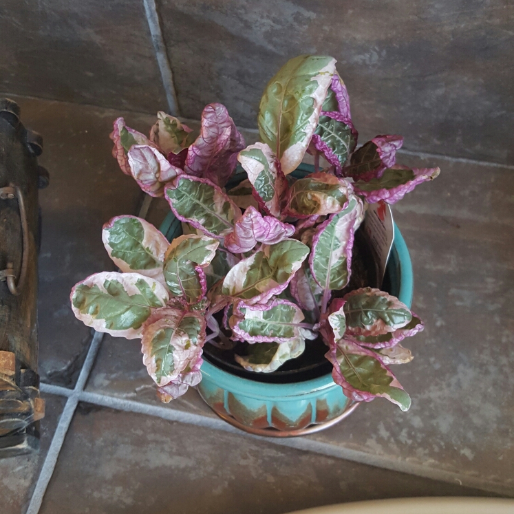  Purple Waffle Plant (Hemigraphis alternata)