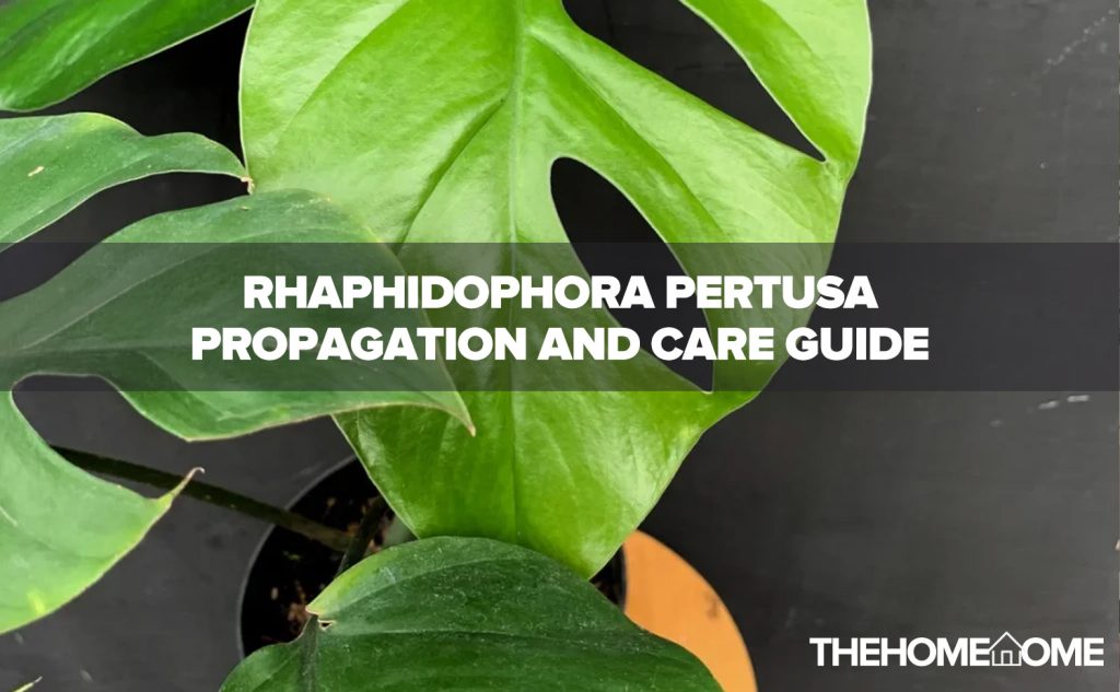 Rhaphidophora Pertusa Propagation And Care Guide
