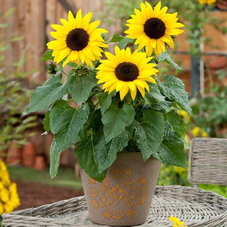 Can okra grow in pots?