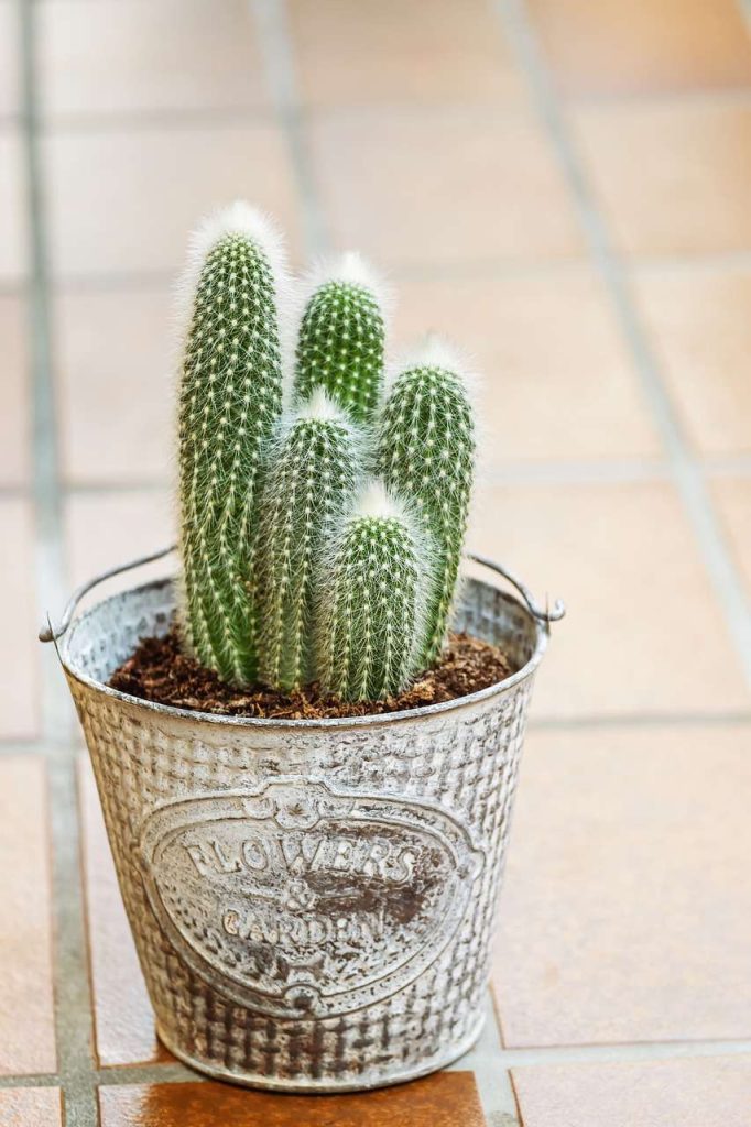 Thimbu Cactus 