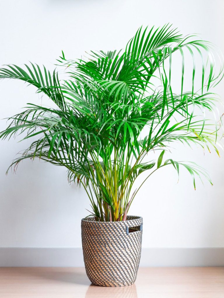 Areca Palm (Dypsis lutescens)