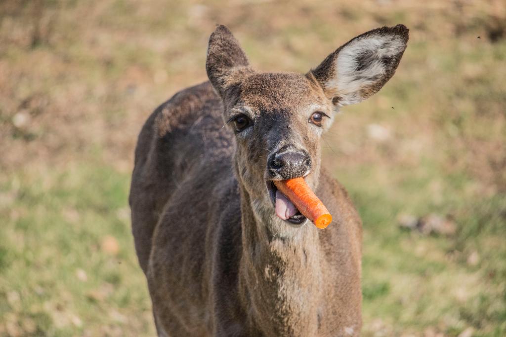  Do deer eat carrots?