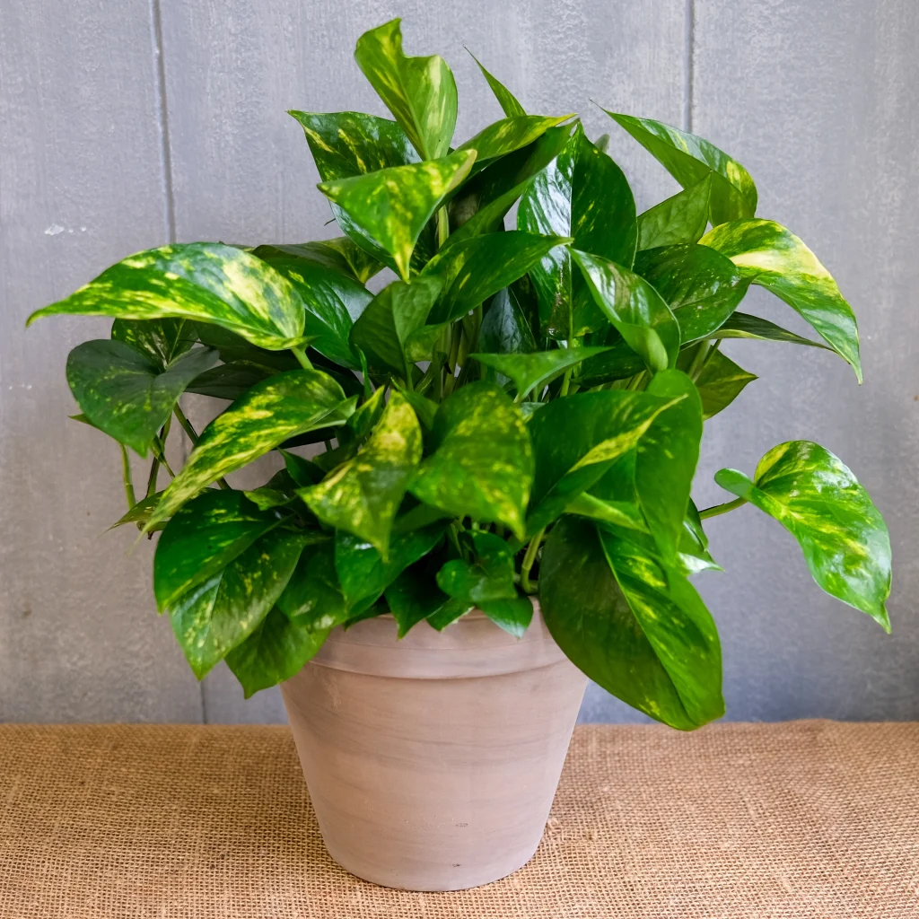 Golden pothos