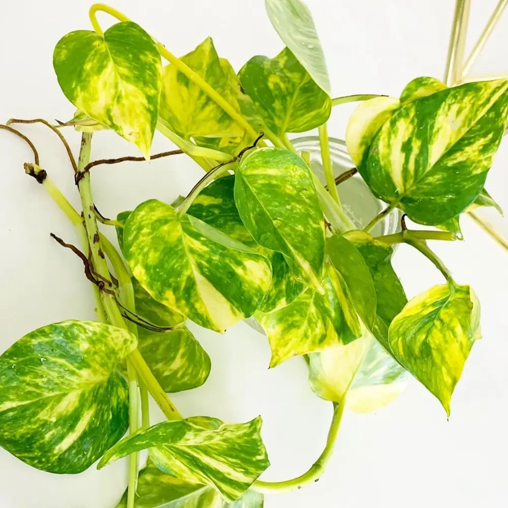 Hawaiian pothos