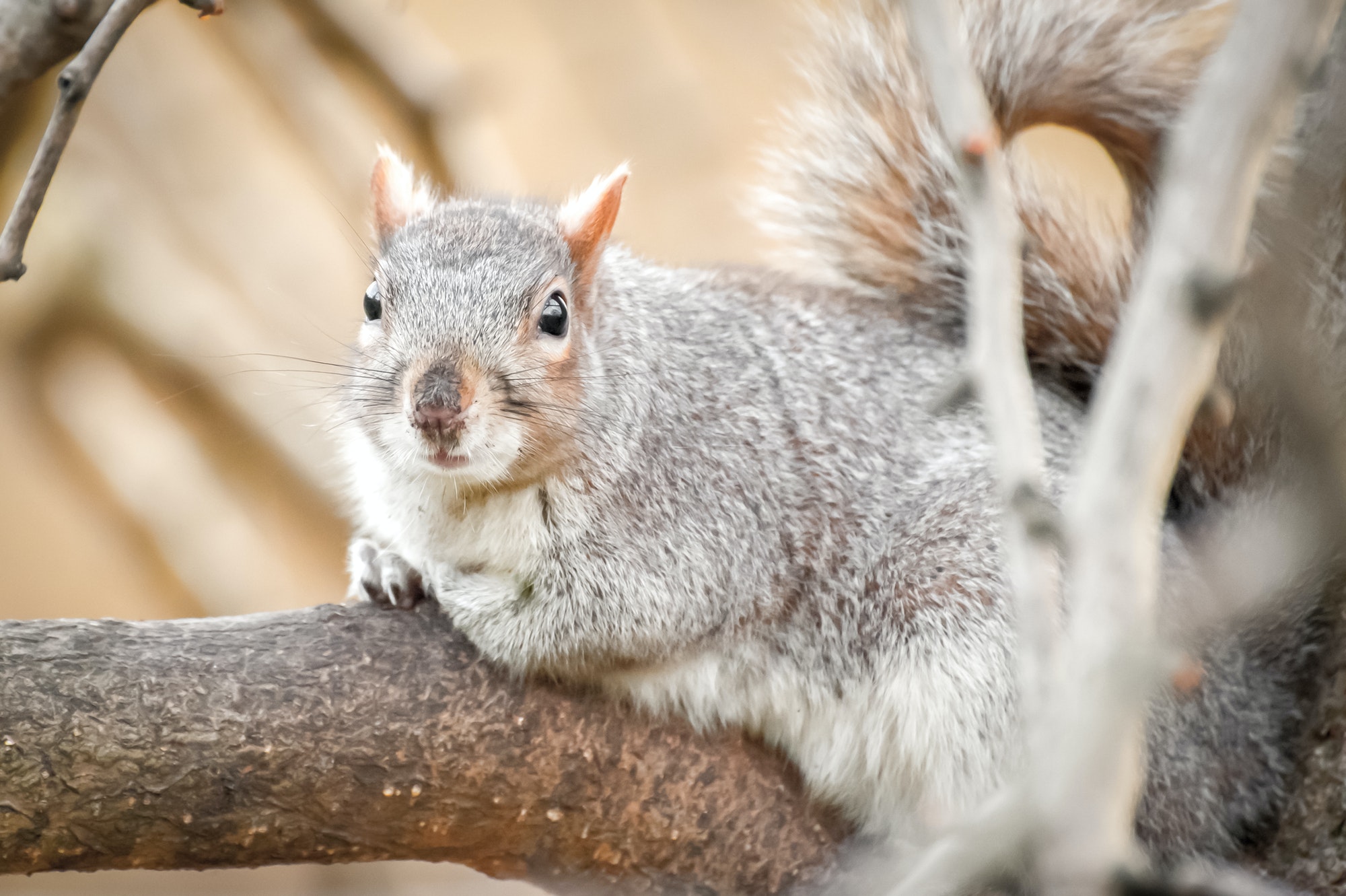 Do Squirrels Eat Oats? (Complete Guide) | The Home Tome