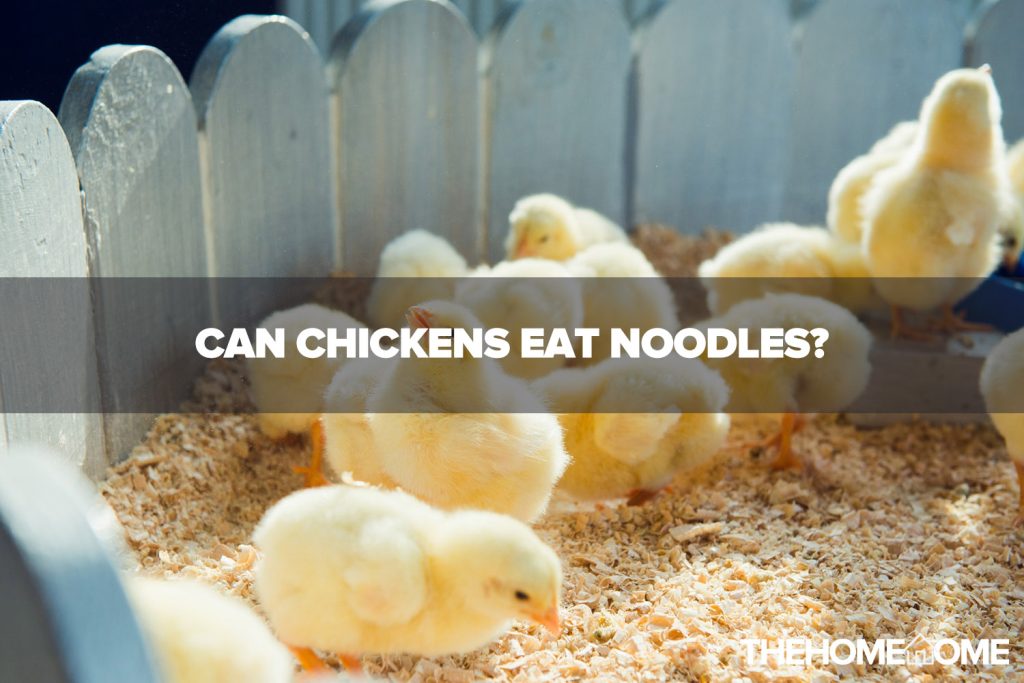 Can Chickens Eat Noodles?